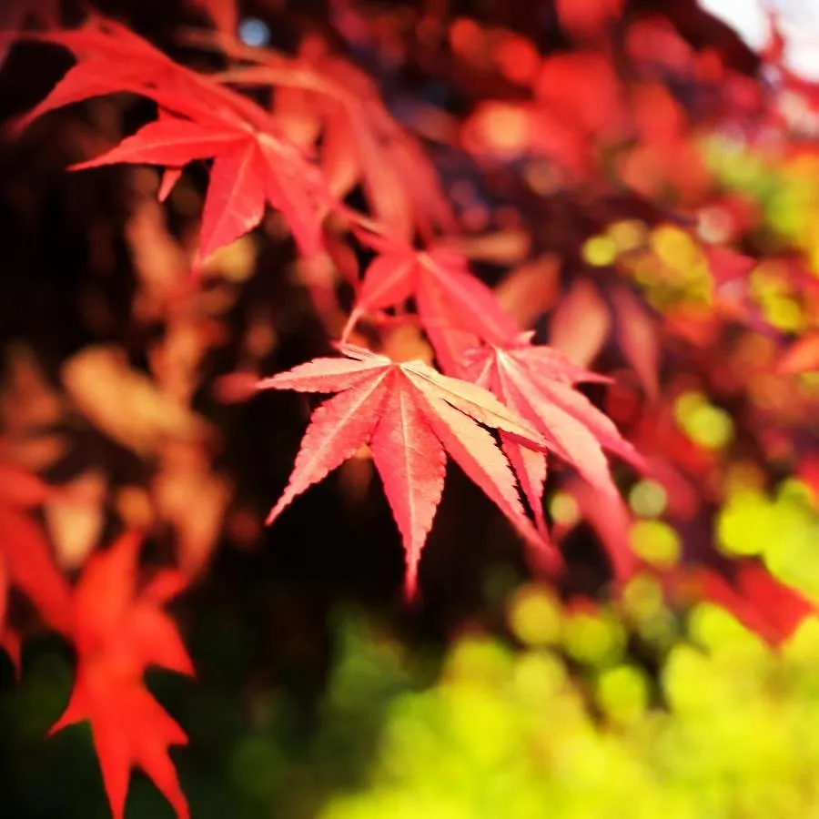 Holiday home Ohara Sensui Surrounded By Beautiful Nature Kyoto Japan